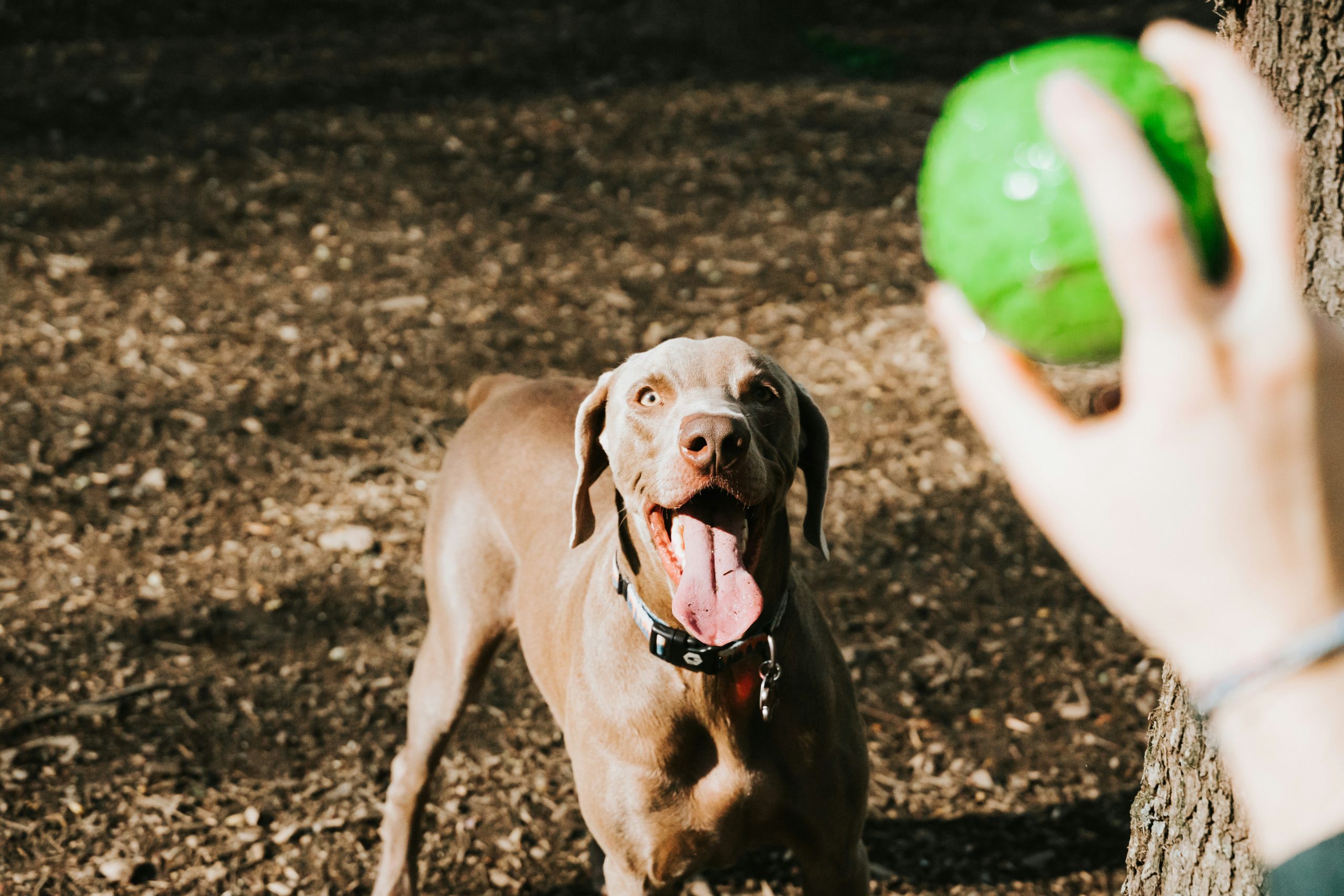 Luke playing with his favorite toy at the dog park.